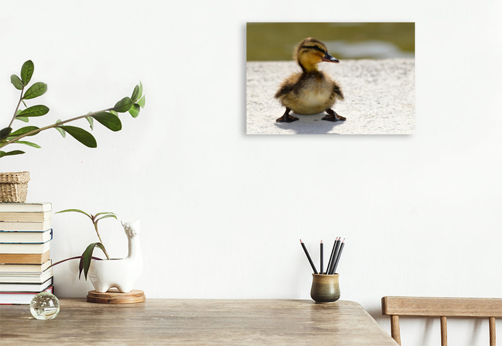 Premium textile canvas Premium textile canvas 120 cm x 80 cm landscape A cute chick 