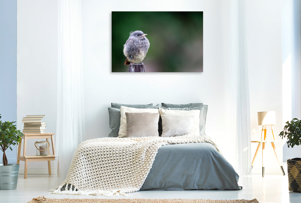 Premium textile canvas Premium textile canvas 120 cm x 80 cm landscape Redstart in resting position 