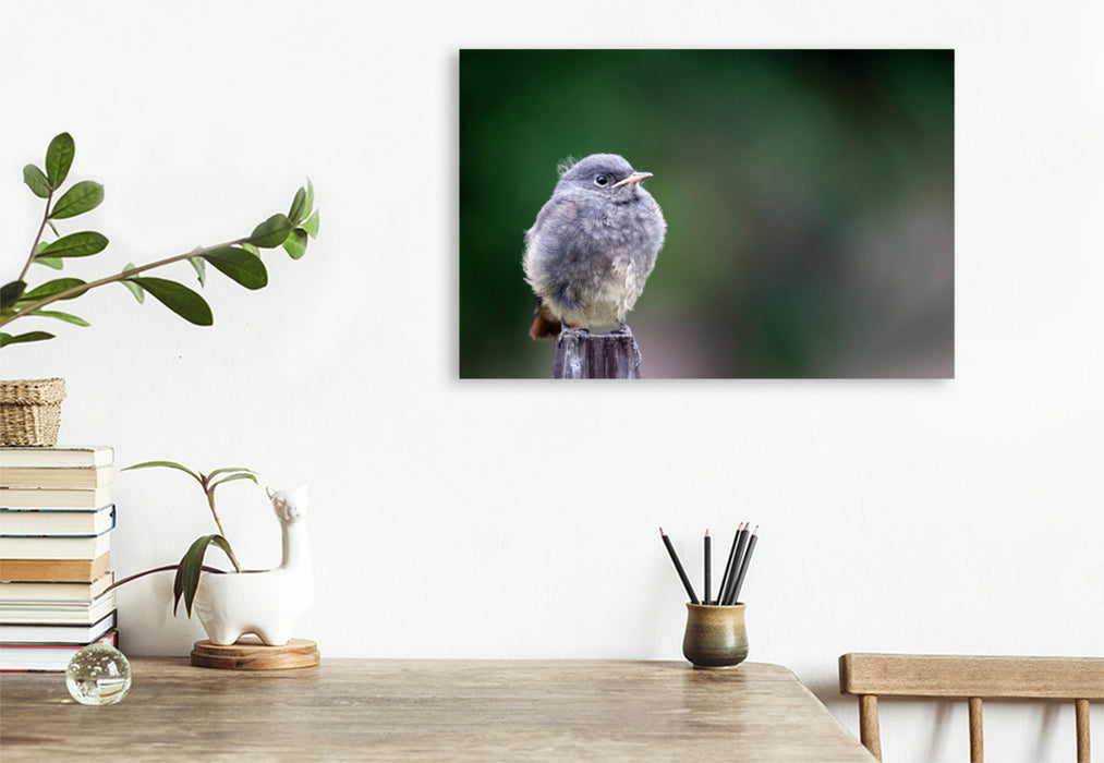 Premium textile canvas Premium textile canvas 120 cm x 80 cm landscape Redstart in resting position 