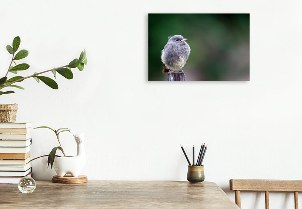 Premium textile canvas Premium textile canvas 120 cm x 80 cm landscape Redstart in resting position 