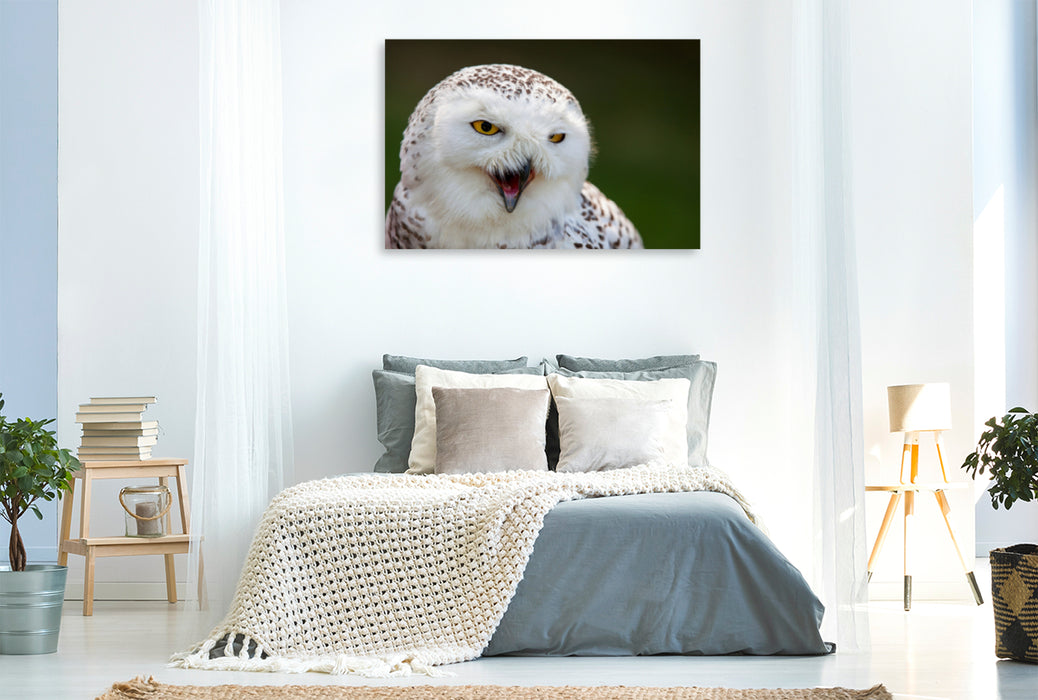 Premium textile canvas Premium textile canvas 120 cm x 80 cm landscape young snowy owl 