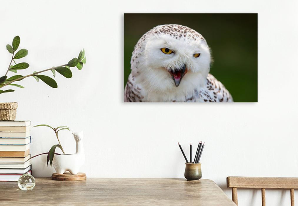 Premium textile canvas Premium textile canvas 120 cm x 80 cm landscape young snowy owl 