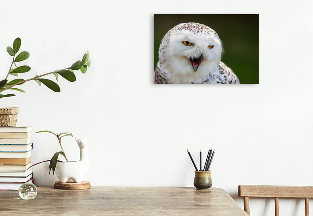 Premium textile canvas Premium textile canvas 120 cm x 80 cm landscape young snowy owl 