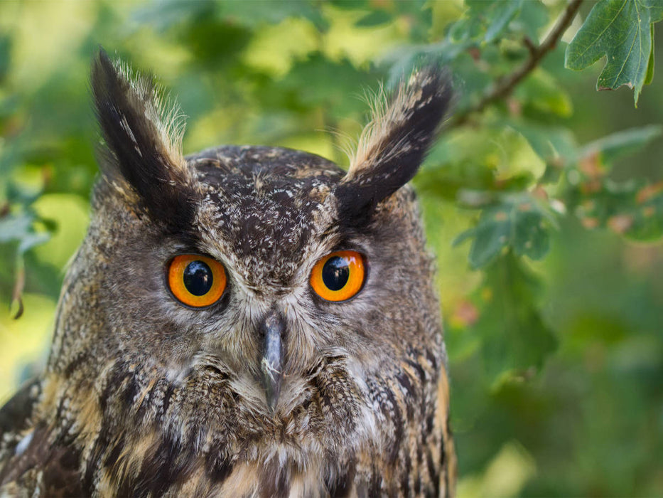 Ein Uhu in seiner natürlichen Umgebung - CALVENDO Foto-Puzzle'