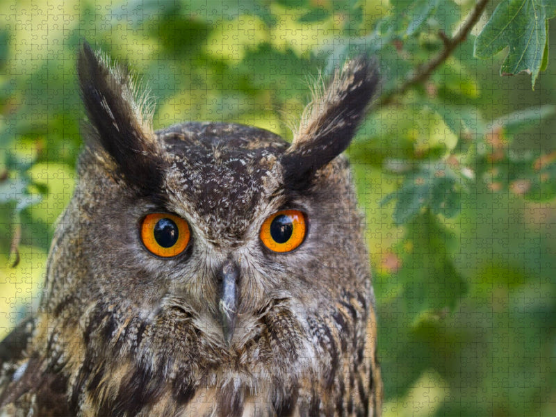 Ein Uhu in seiner natürlichen Umgebung - CALVENDO Foto-Puzzle'