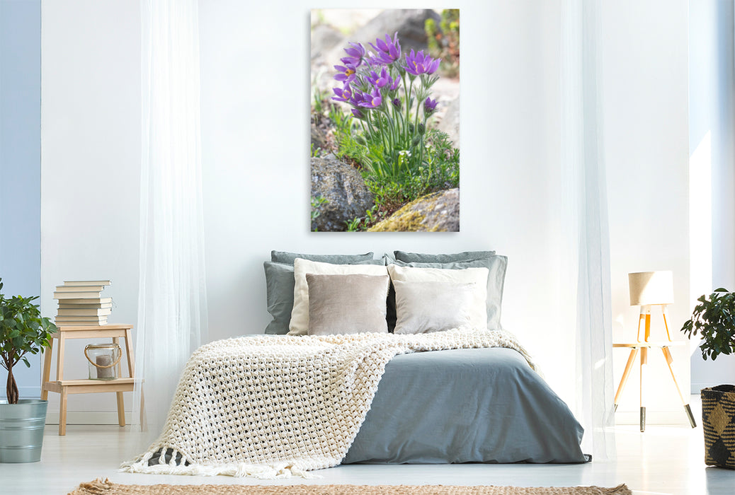 Premium textile canvas Premium textile canvas 80 cm x 120 cm high pasque flower 