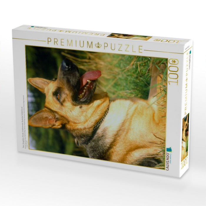 Tiere, Säugetiere, Hunde, Schäferhunde, Deutscher Schäferhund - CALVENDO Foto-Puzzle'