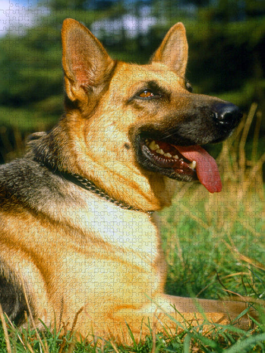 Tiere, Säugetiere, Hunde, Schäferhunde, Deutscher Schäferhund - CALVENDO Foto-Puzzle'