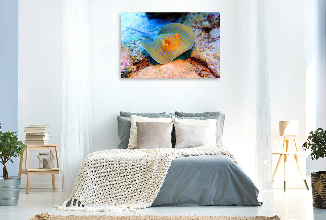 Premium textile canvas Premium textile canvas 120 cm x 80 cm across A motif from the calendar Diving Wonder World Coral Reefs 