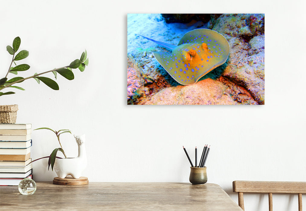 Premium textile canvas Premium textile canvas 120 cm x 80 cm across A motif from the calendar Diving Wonder World Coral Reefs 