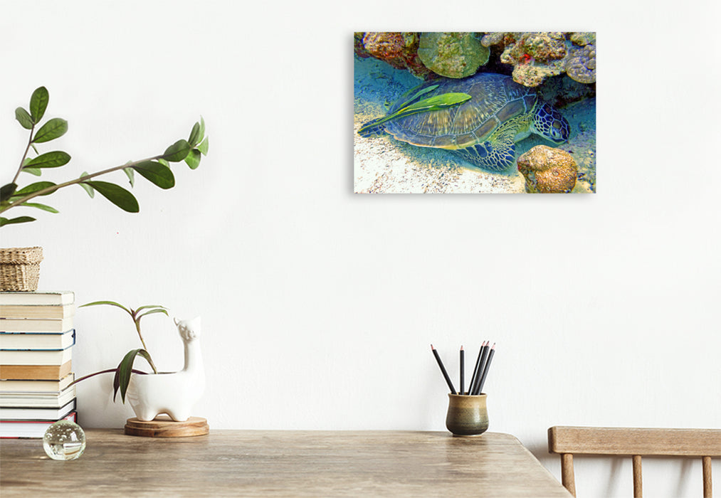 Premium textile canvas Premium textile canvas 120 cm x 80 cm landscape A motif from the calendar coral reefs and their inhabitants 