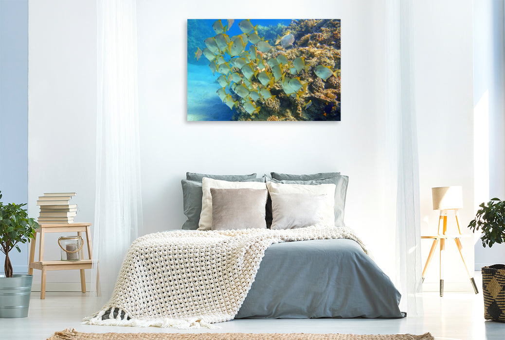 Premium Textil-Leinwand Premium Textil-Leinwand 120 cm x 80 cm quer Ein Motiv aus dem Kalender Korallenriffe und ihre Bewohner