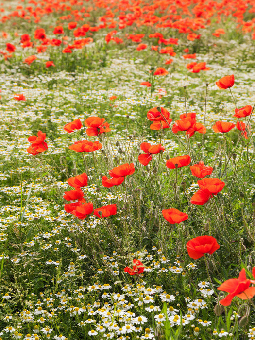 Traumhafte Mohnblumen und Kamilleblüten - CALVENDO Foto-Puzzle'