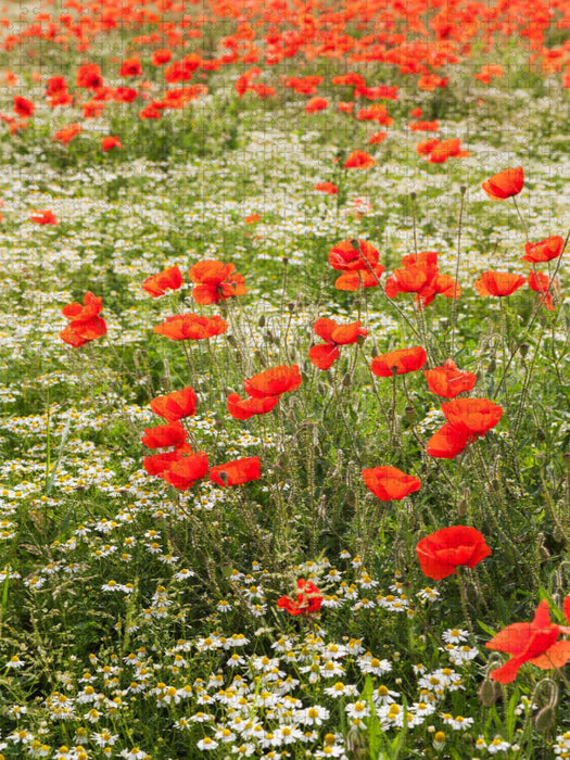 Traumhafte Mohnblumen und Kamilleblüten - CALVENDO Foto-Puzzle'