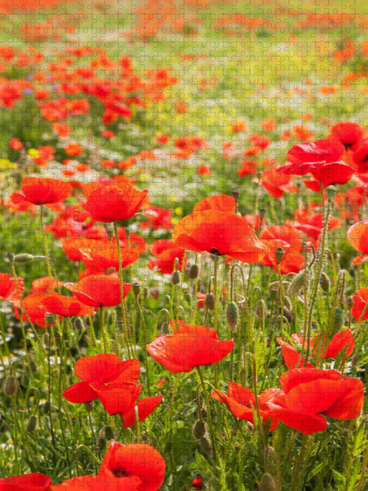 Traumhafte Mohnblumen - CALVENDO Foto-Puzzle'