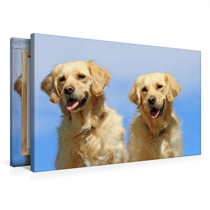 Premium Textil-Leinwand Golden Retriever