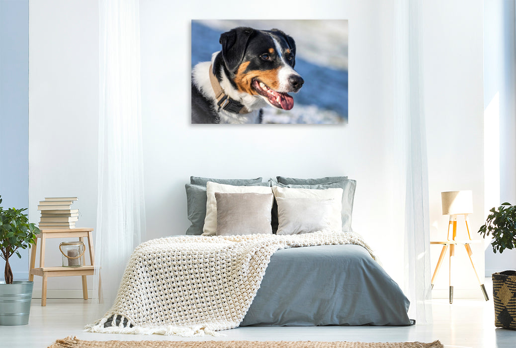 Premium textile canvas Premium textile canvas 120 cm x 80 cm landscape Appenzeller Mountain Dog 