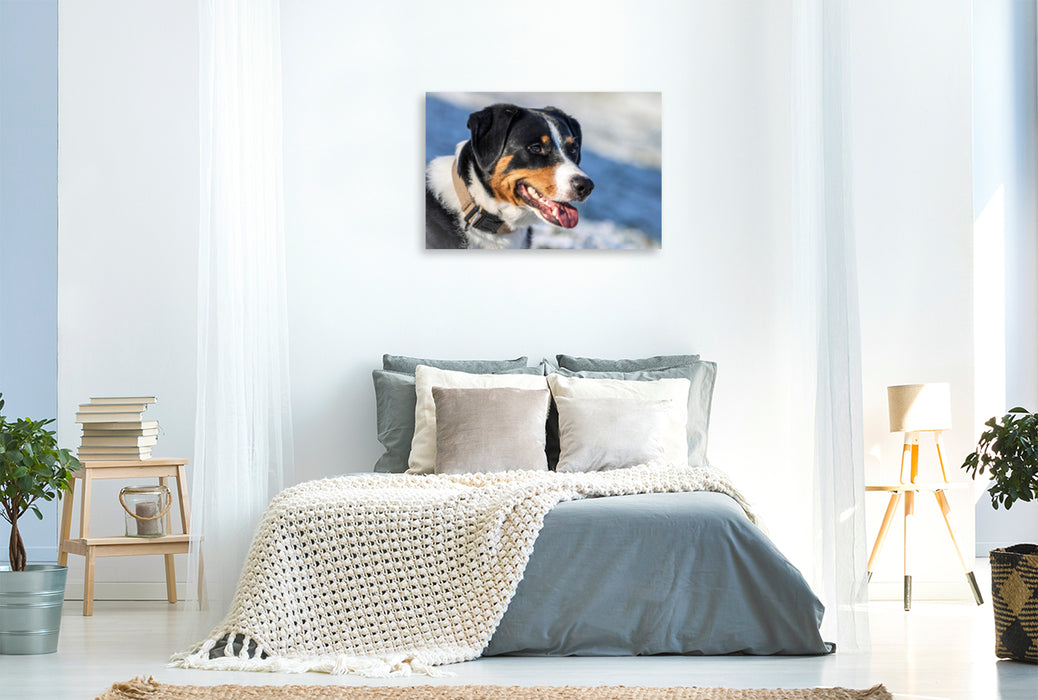 Premium textile canvas Premium textile canvas 120 cm x 80 cm landscape Appenzeller Mountain Dog 