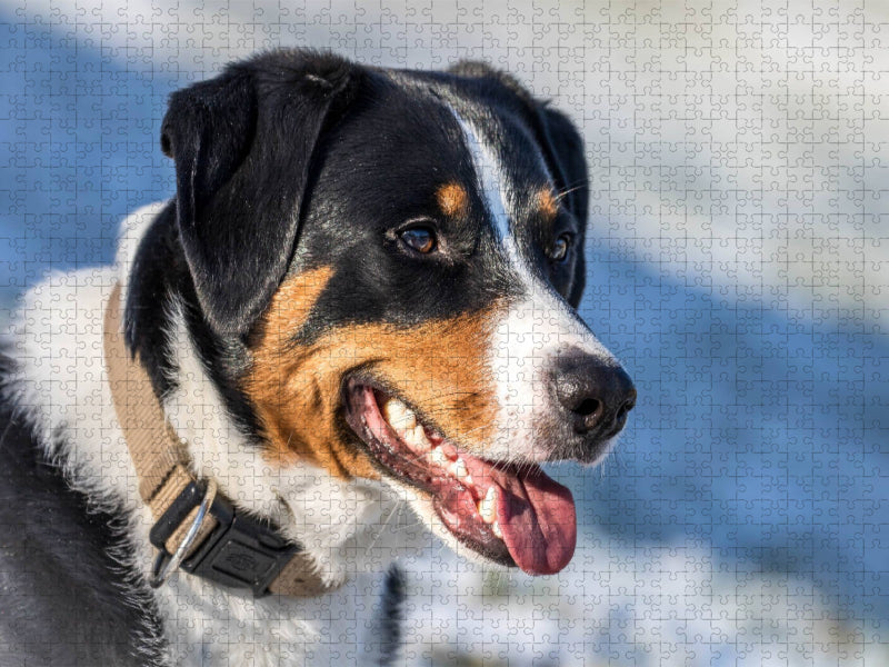 Appenzeller Sennenhund - CALVENDO Foto-Puzzle'