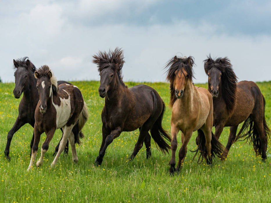 Übermütig tollen die Hengste auf der Weide. - CALVENDO Foto-Puzzle'