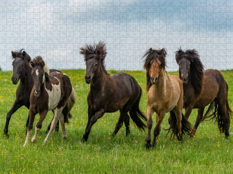 Übermütig tollen die Hengste auf der Weide. - CALVENDO Foto-Puzzle'
