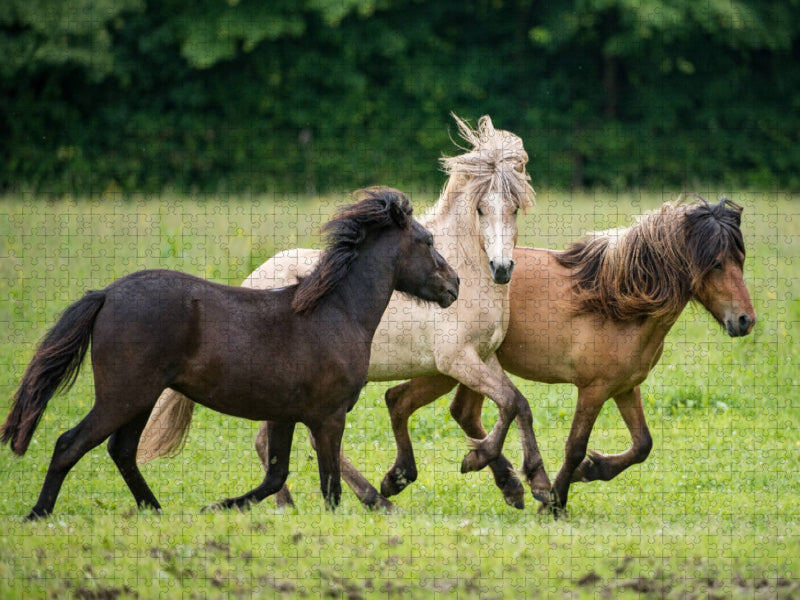 Die Hengste jagen sich. - CALVENDO Foto-Puzzle'