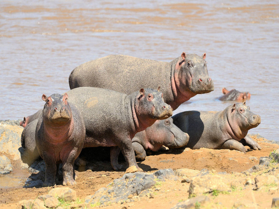 Ein Motiv aus dem Kalender Faszination Afrika: Flusspferde - CALVENDO Foto-Puzzle'