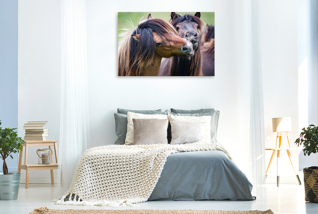 Premium textile canvas Premium textile canvas 120 cm x 80 cm across A motif from the calendar The hard fight of the Icelandic stallions. 