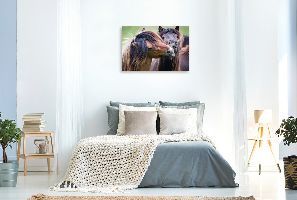 Premium textile canvas Premium textile canvas 120 cm x 80 cm across A motif from the calendar The hard fight of the Icelandic stallions. 