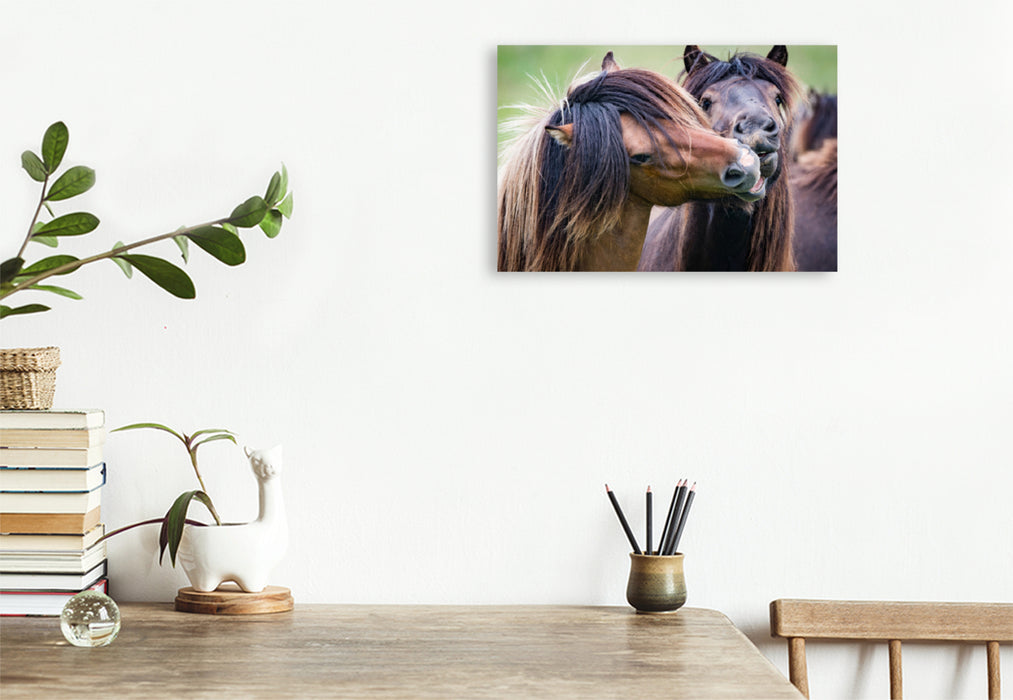 Premium textile canvas Premium textile canvas 120 cm x 80 cm across A motif from the calendar The hard fight of the Icelandic stallions. 