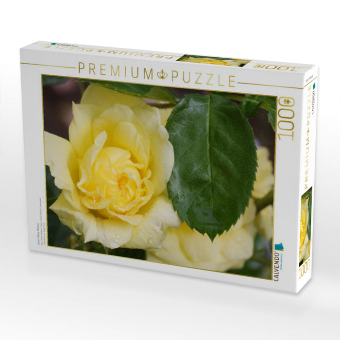 Rosa 'Yellow Meilove' - CALVENDO Foto-Puzzle'