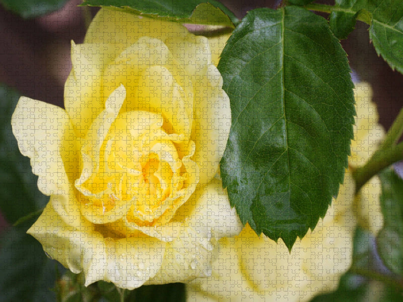 Rosa 'Yellow Meilove' - CALVENDO Foto-Puzzle'