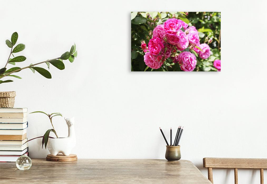 Premium textile canvas Premium textile canvas 120 cm x 80 cm landscape Pink climbing rose 