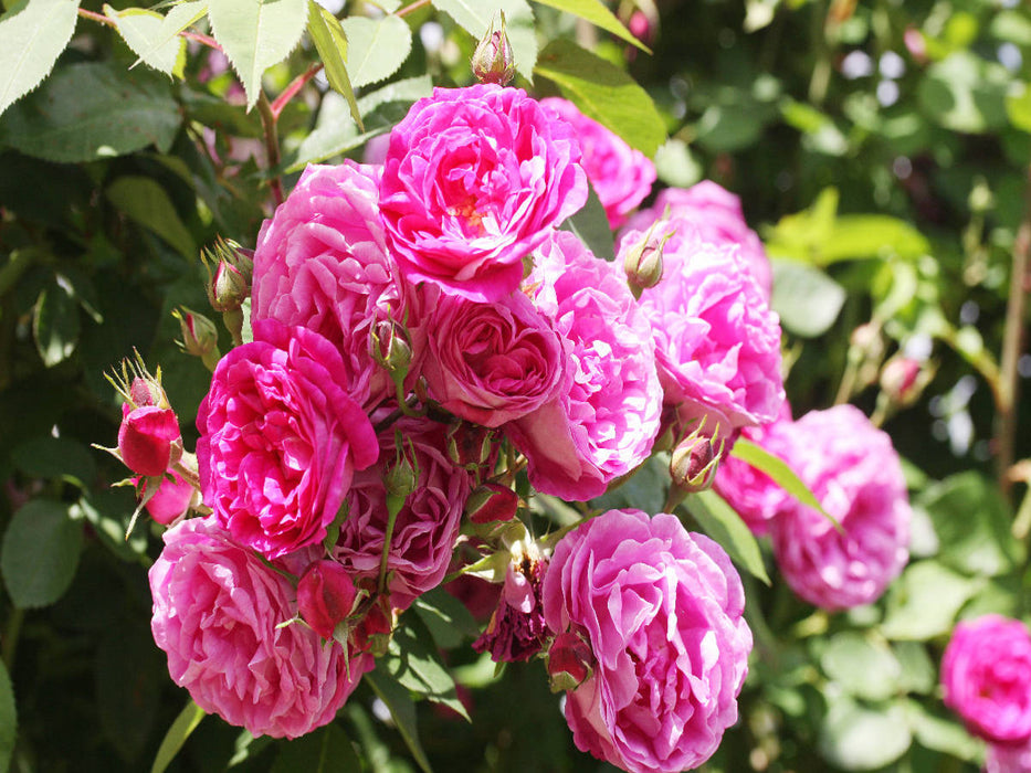 Pinke Kletterrose - CALVENDO Foto-Puzzle'
