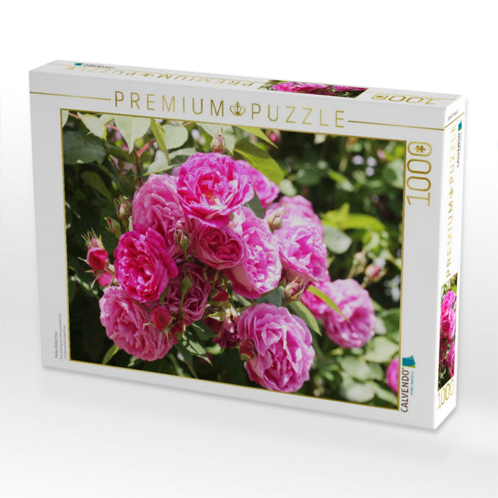 Pinke Kletterrose - CALVENDO Foto-Puzzle'