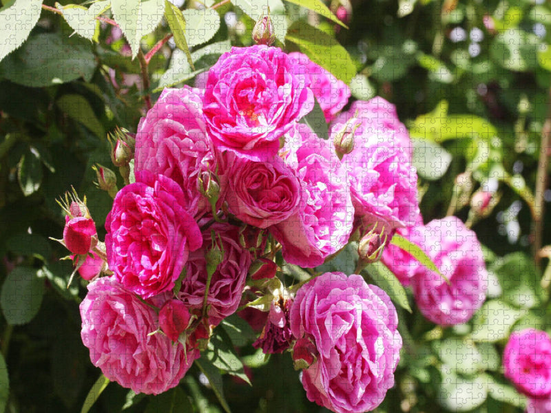 Pinke Kletterrose - CALVENDO Foto-Puzzle'