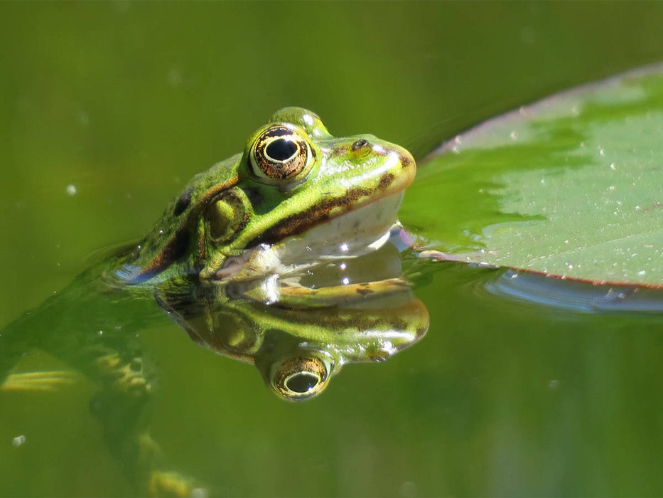 Frosch spiegelt sich im Wasser - CALVENDO Foto-Puzzle'