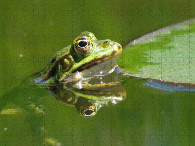 Frosch spiegelt sich im Wasser - CALVENDO Foto-Puzzle'