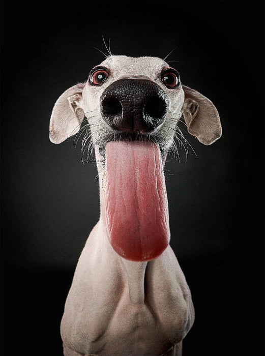 Galga Phoeby - CALVENDO Foto-Puzzle'