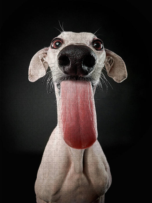 Galga Phoeby - CALVENDO Foto-Puzzle'