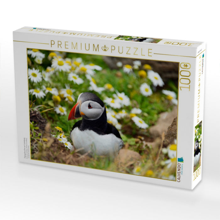 Papageitaucher am Latrabjarg - CALVENDO Foto-Puzzle'