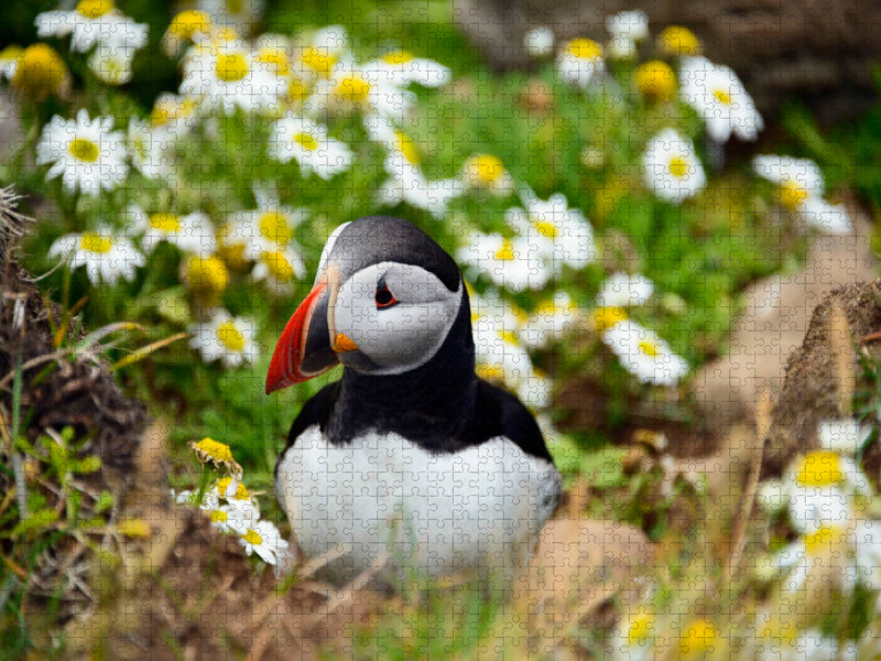 Papageitaucher am Latrabjarg - CALVENDO Foto-Puzzle'