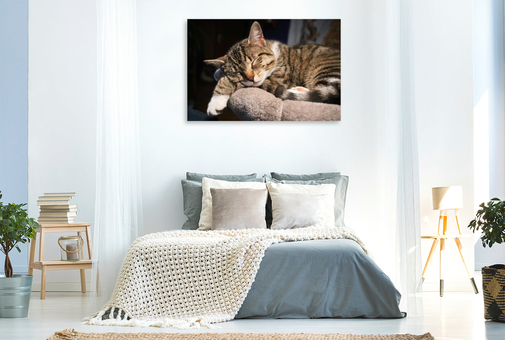 Premium Textil-Leinwand Premium Textil-Leinwand 120 cm x 80 cm quer Träumende Katze