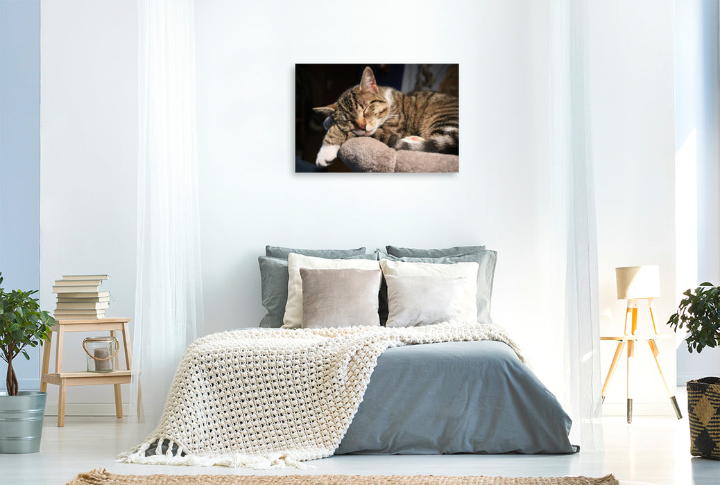 Premium Textil-Leinwand Premium Textil-Leinwand 120 cm x 80 cm quer Träumende Katze