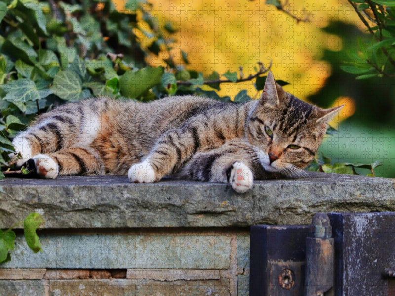 Ruhende Katze - CALVENDO Foto-Puzzle'