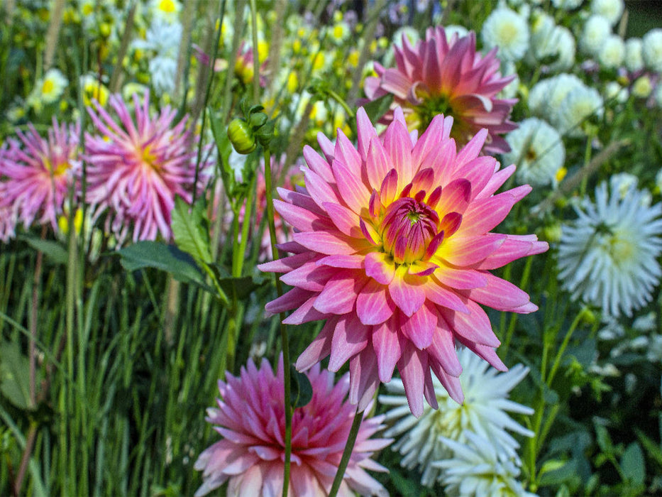 Blumen - Geschenke der Natur - Rote Dahlien - CALVENDO Foto-Puzzle'