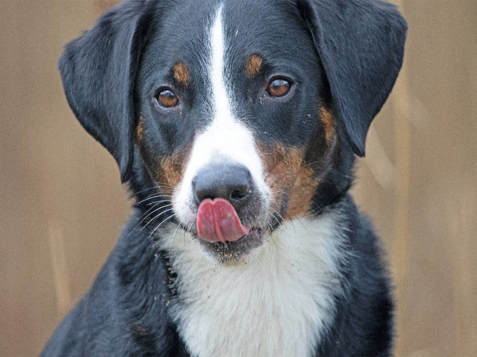 Appenzeller Sennenhund - CALVENDO Foto-Puzzle'