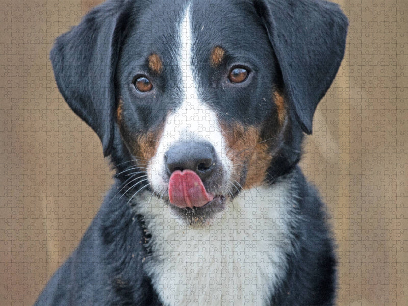 Appenzeller Sennenhund - CALVENDO Foto-Puzzle'