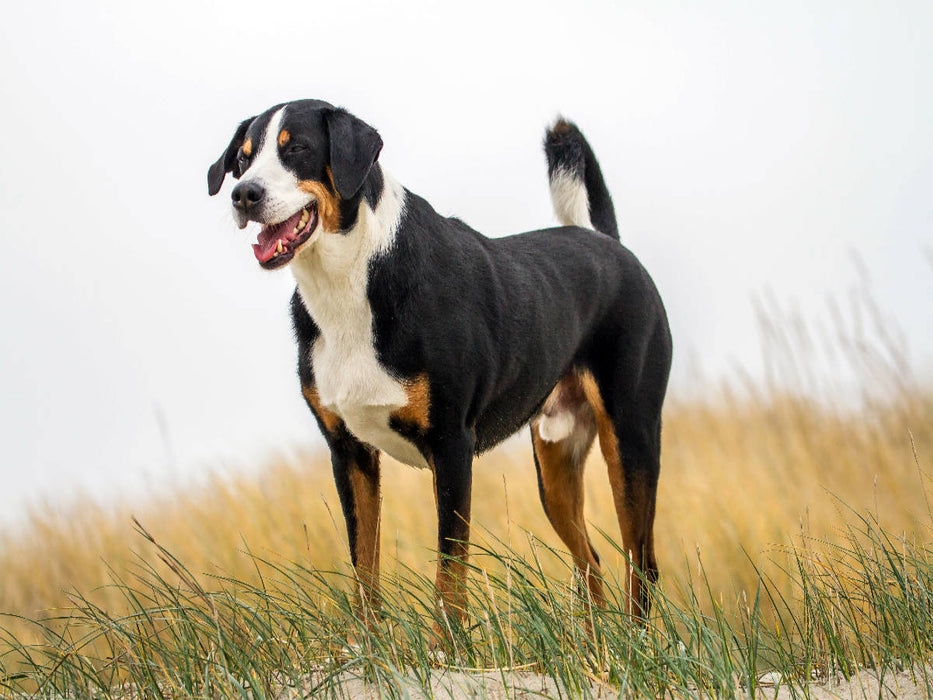 Appenzeller Sennenhund Rüde - CALVENDO Foto-Puzzle'