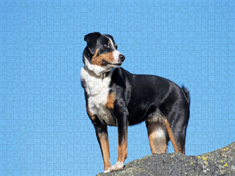 Wachsam - CALVENDO Foto-Puzzle'